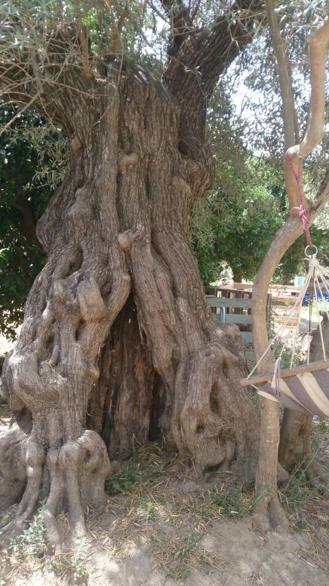 Arbol Madre Holistic Educational Project