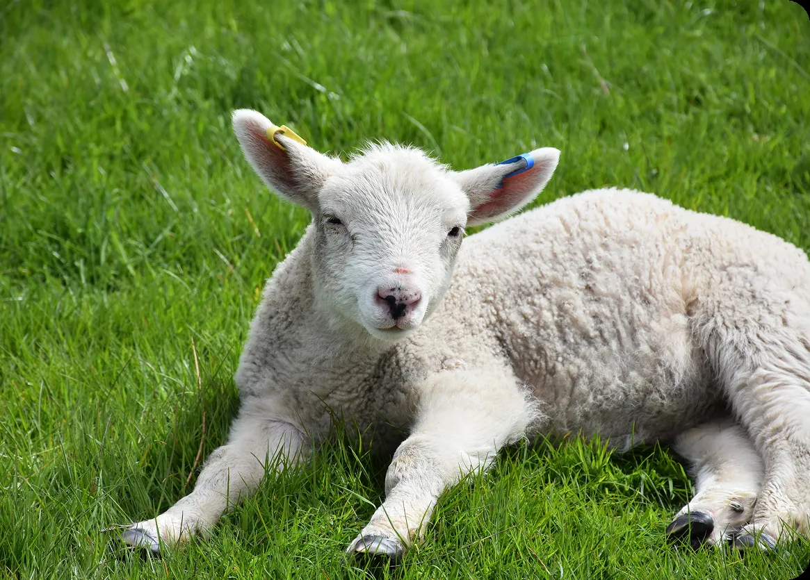 Nordic International School — photo 8