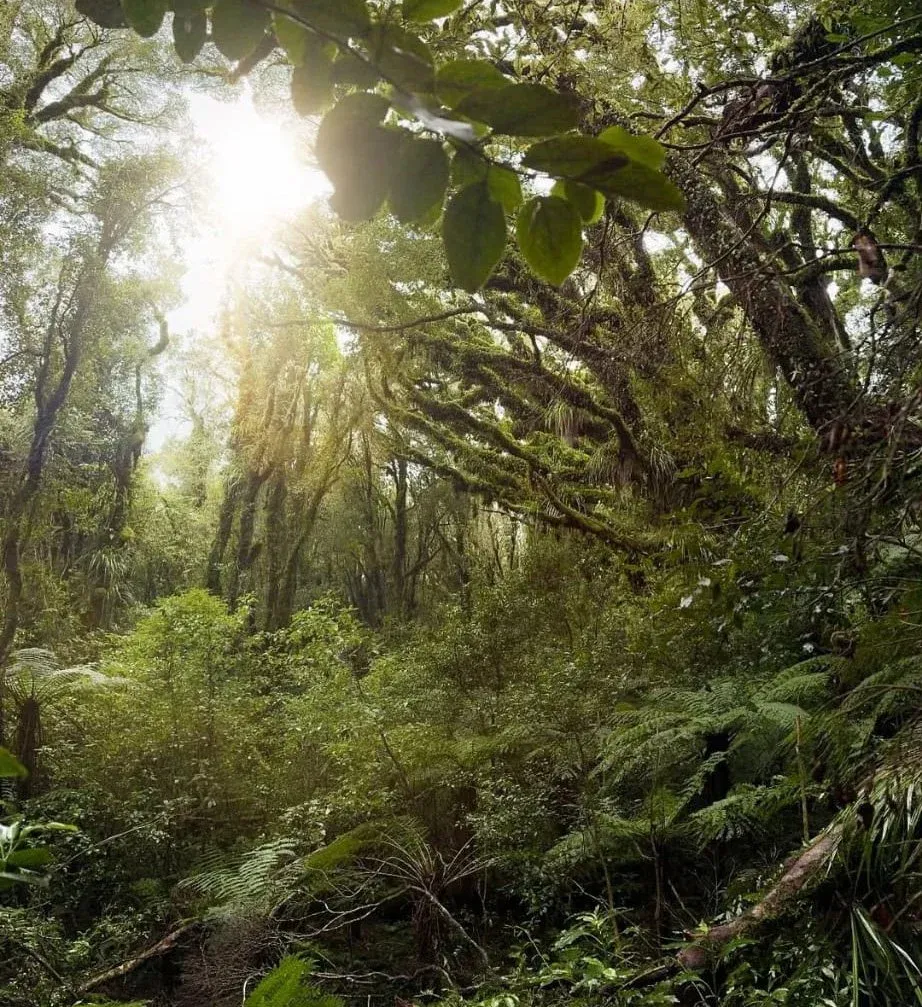 Green School New Zealand — photo 2