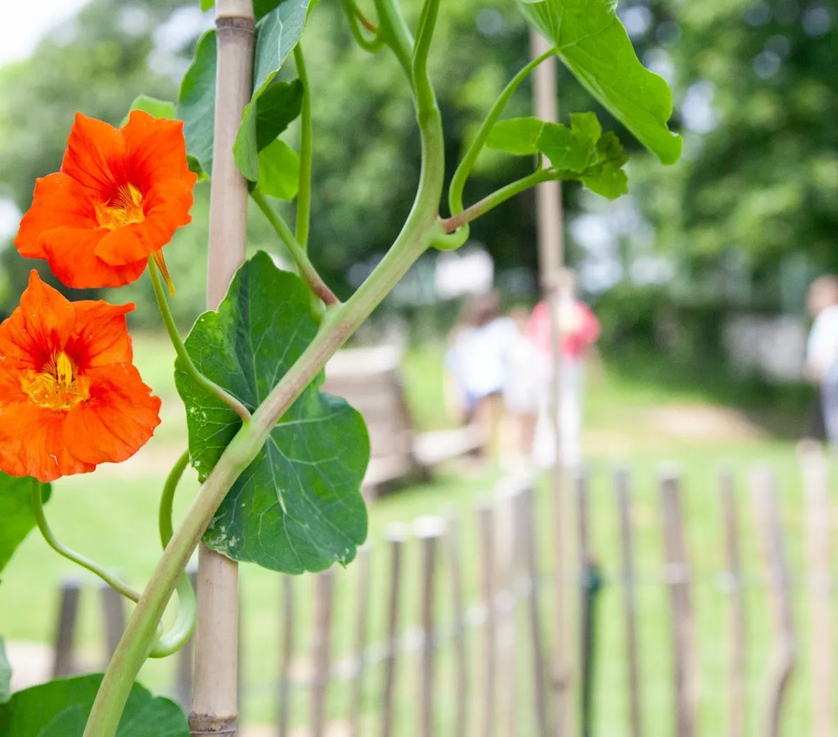 Svenska Skolan i Wien — photo 4