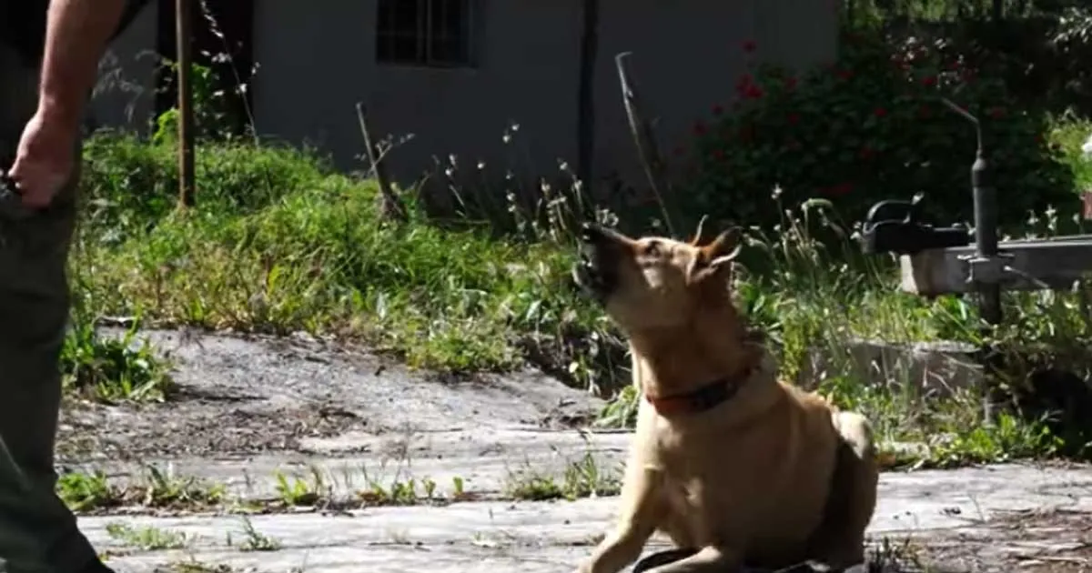 German International School Cape Town — photo 2