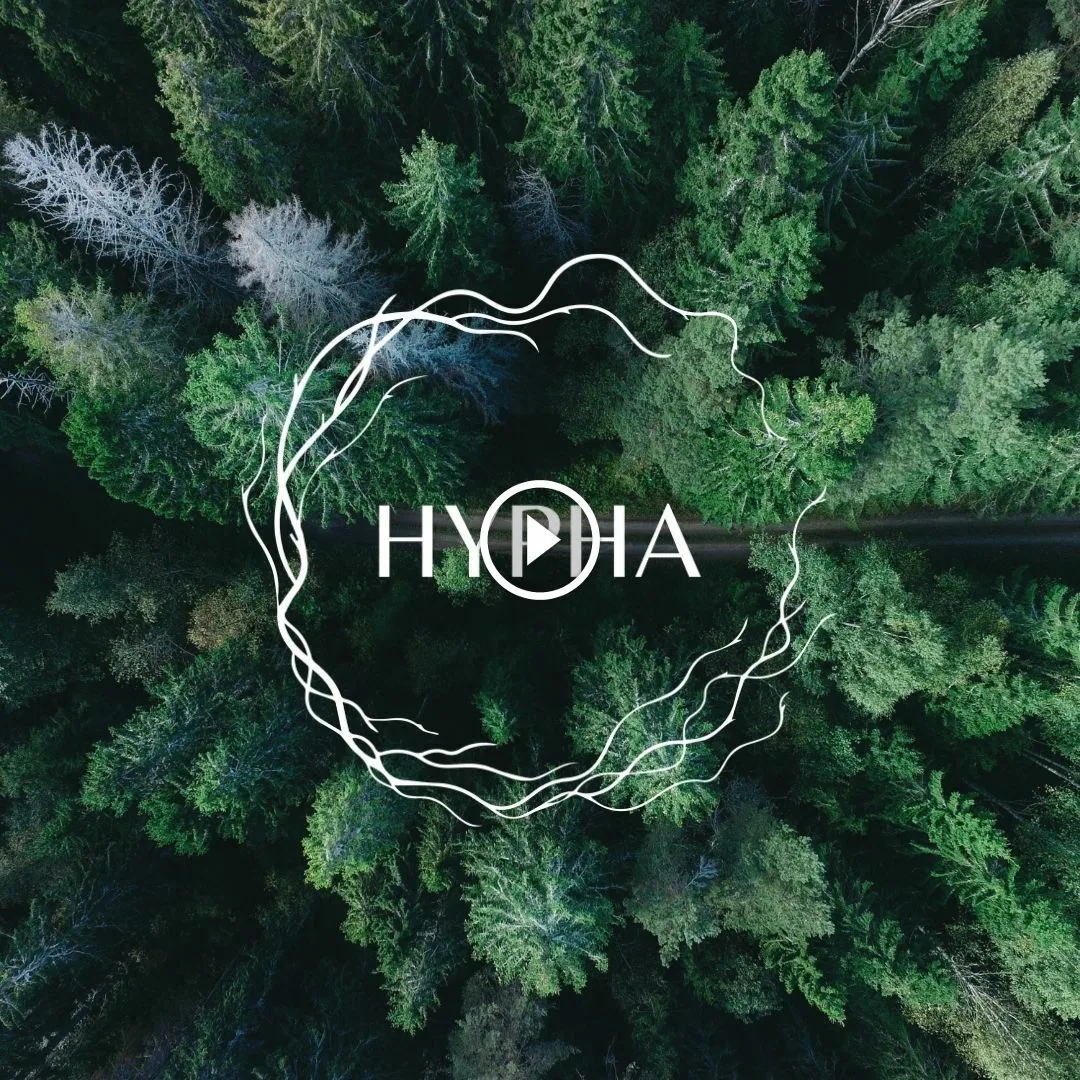 Hypha International School